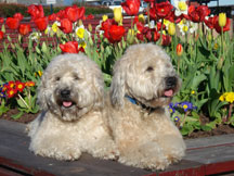 doggies