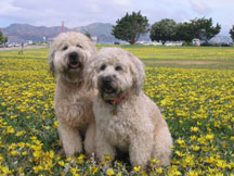 dogs2